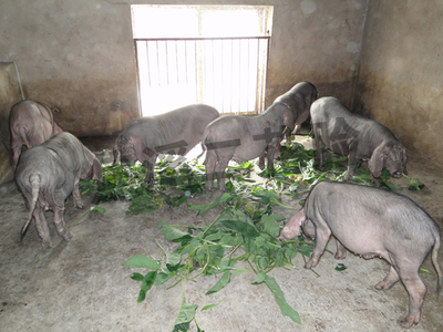 二花脸纯种肉猪