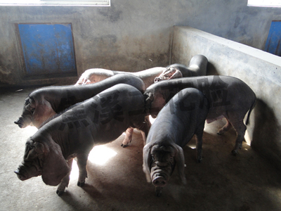 二花脸纯种肉猪