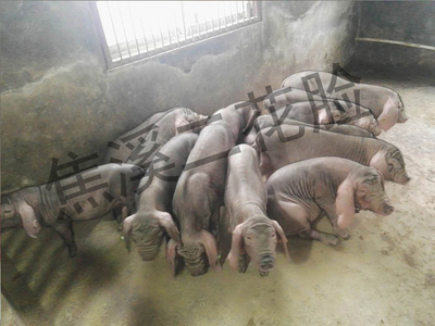 选留新品系母猪