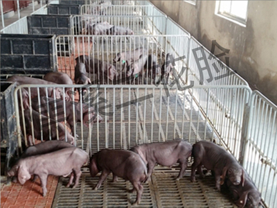 断奶仔猪保育床加热板群养照片