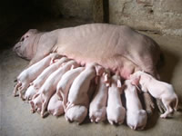 常州武进创新地方猪保种模式初显成效