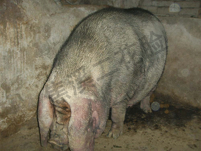 第八年当胎产24头