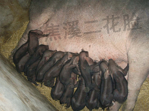基地高产带仔二花脸种母猪