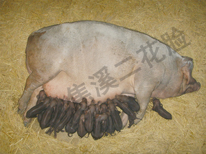 二胎21头
