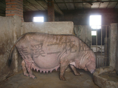 三基地的二胎母猪