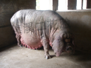 饲养在一基地8年的二花脸母猪