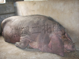 饲养在一基地8.5年的二花脸母猪