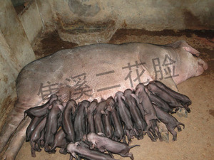 三胎产26头