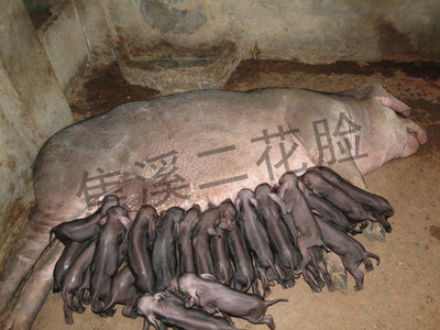 三胎产26头